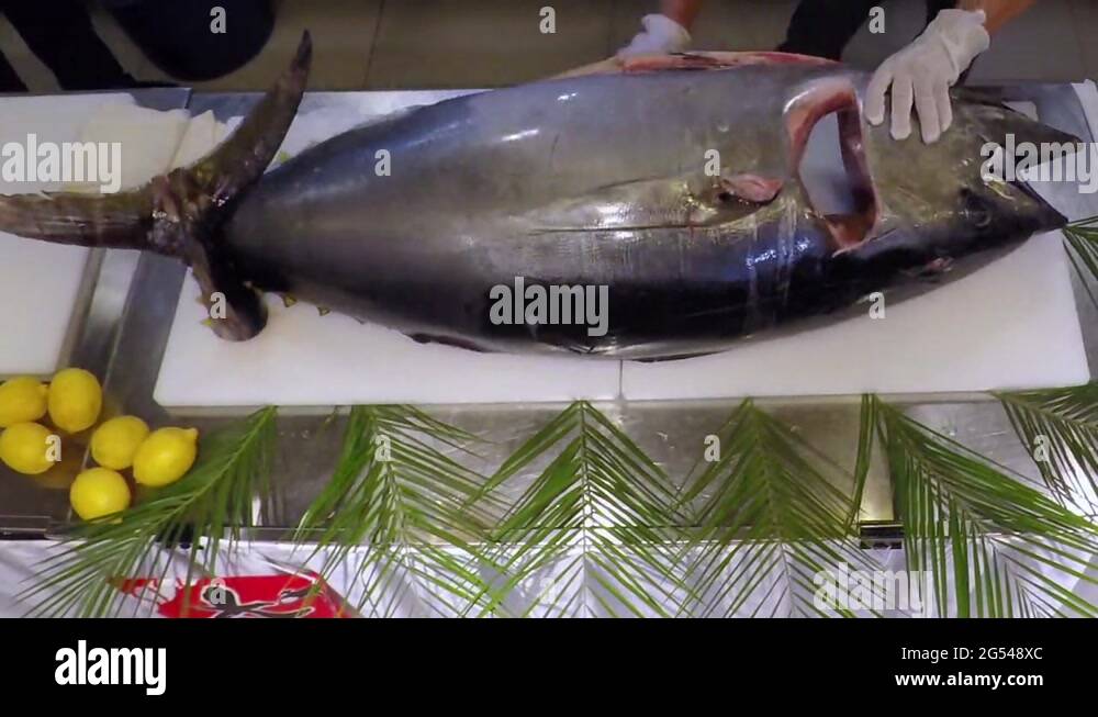 Chef cook hands cutting knife big bluefin tuna fish timelapse top view
