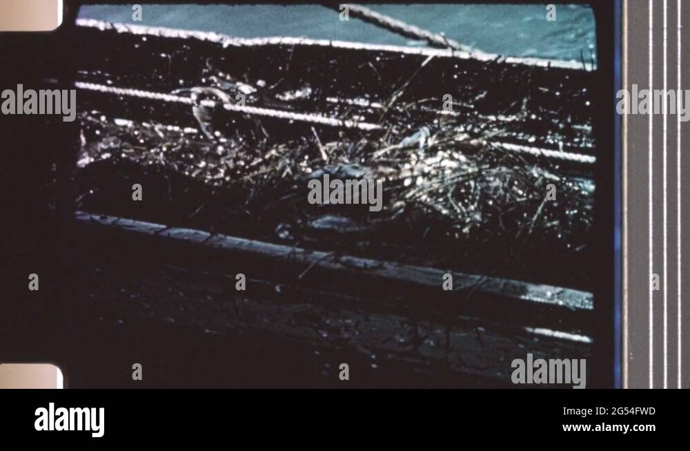 Swarming Rope 1960s: Trough on port side of boat swarming with crabs, gloved hand ...