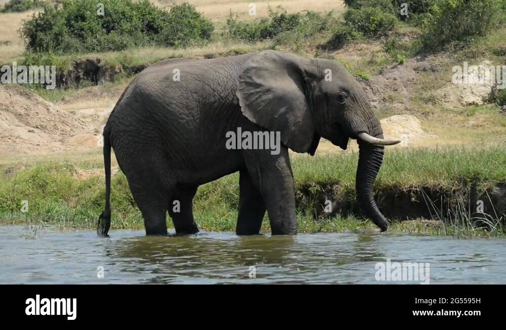 African elephant, Kazinga Channel, Queen Elizabeth National Park ...