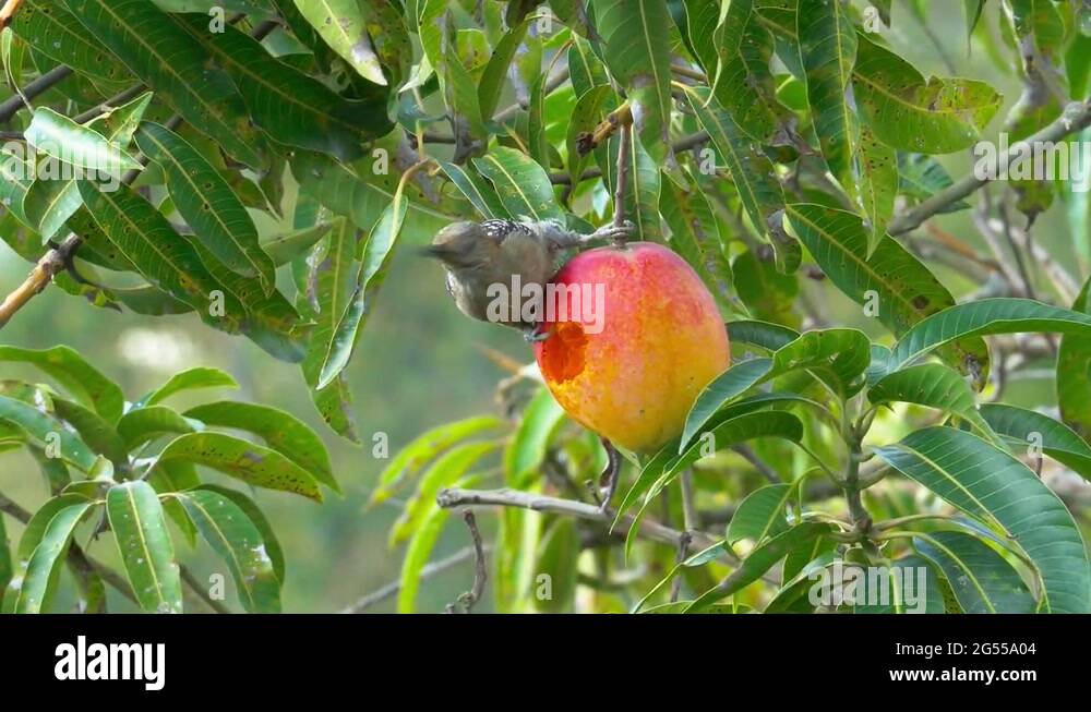 Bird eating mango Stock Videos & Footage HD and 4K Video Clips Alamy