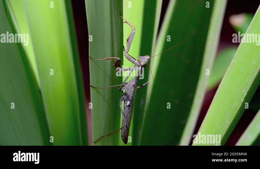 Mantis insect in nature Stock Videos & Footage HD and 4K Video Clips