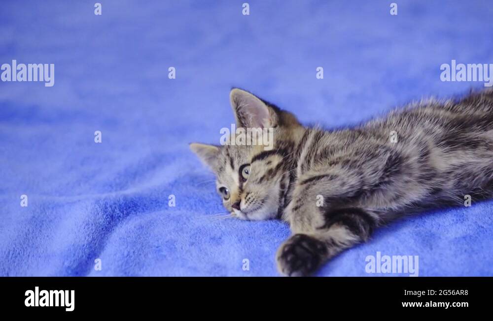 British blue cat feet Stock Videos & Footage HD and 4K Video Clips