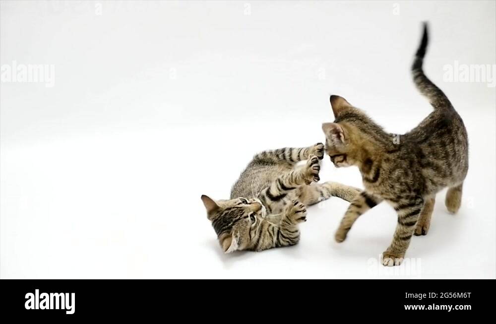 Two cats fight each other on a white background,slow motion Stock Video