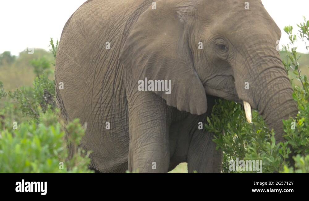 Elephant eating bush leaves Stock Video Footage Alamy