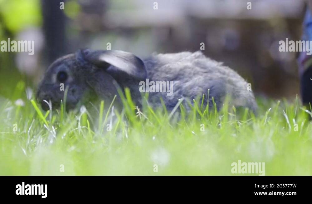 Rabbit hiding in the grass Stock Videos & Footage HD and 4K Video