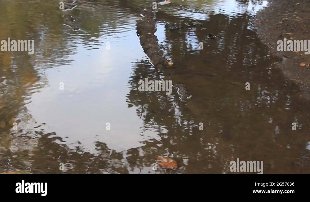 Puddle waves Stock Videos & Footage - HD and 4K Video Clips - Alamy