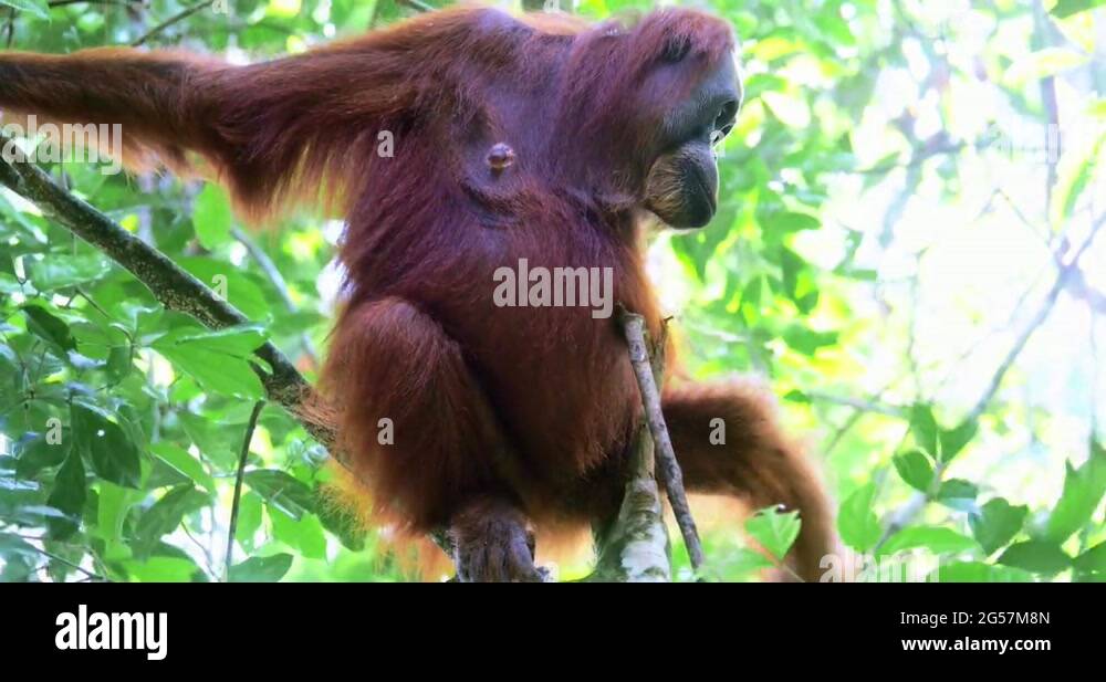 Wildlife listening Stock Videos & Footage - HD and 4K Video Clips - Alamy