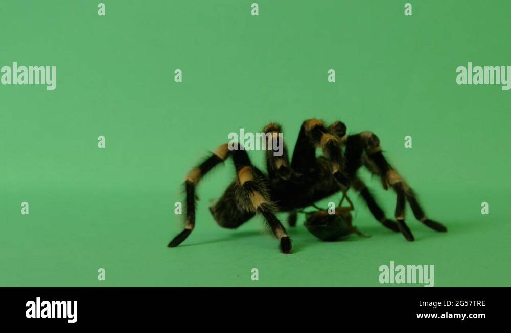 Tarantula spider and cockroach Stock Videos Footage Biology Diagrams