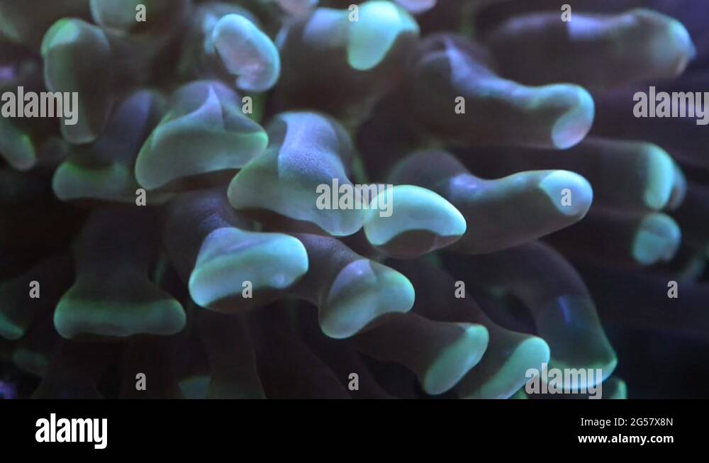 Branching anemone Stock Videos & Footage HD and 4K Video Clips Alamy