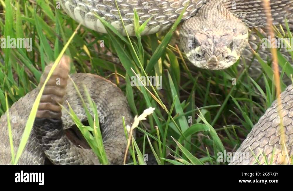 Aggressive Rattling Prairie Rattlesnake Aggressive Intolerance Rattling Custer State Park ...