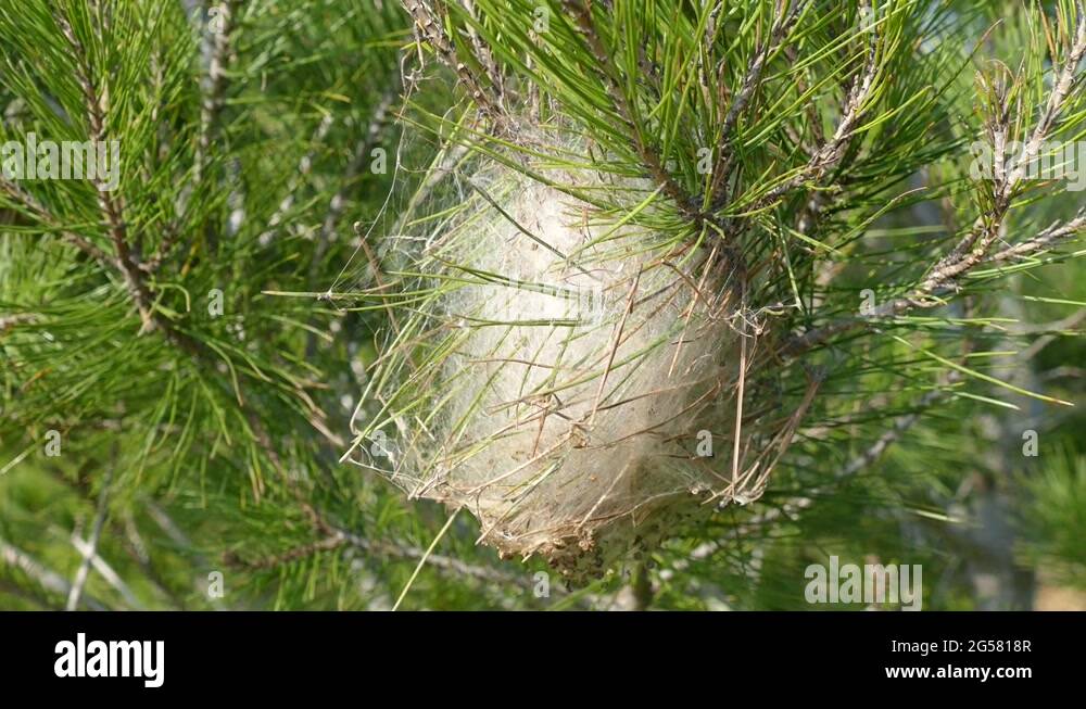 Nest of caterpillars Stock Videos & Footage HD and 4K Video Clips Alamy