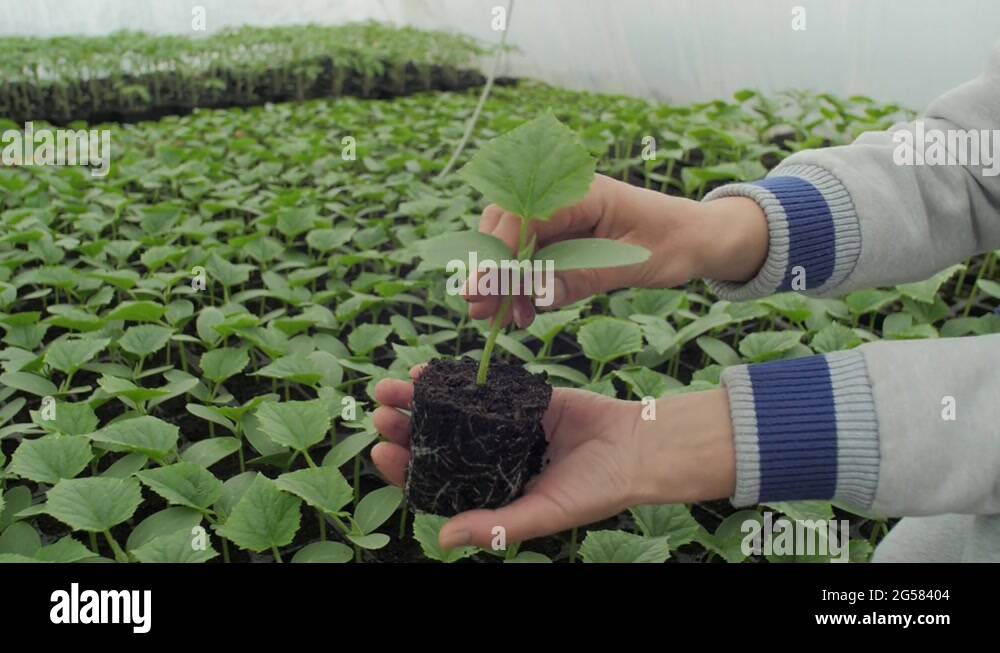Plant removed from the pot Stock Video Footage Alamy