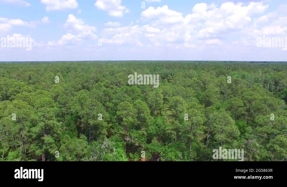 Gator creek reserve Stock Videos & Footage HD and 4K Video Clips Alamy