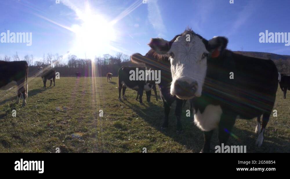 Fisheye view of cows up close against a clear blue sky with lens flare ...