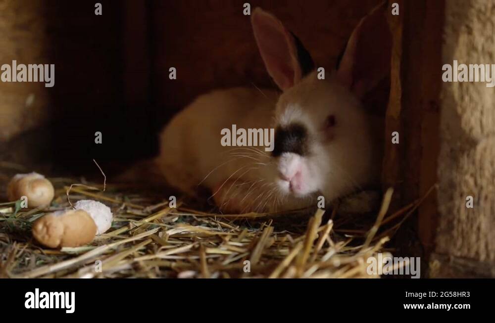 Pet rabbit hutch straw Stock Videos & Footage HD and 4K Video Clips