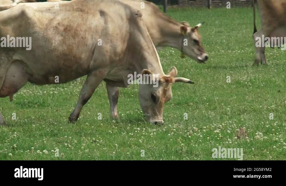 Jersey cow horn Stock Videos & Footage - HD and 4K Video Clips - Alamy