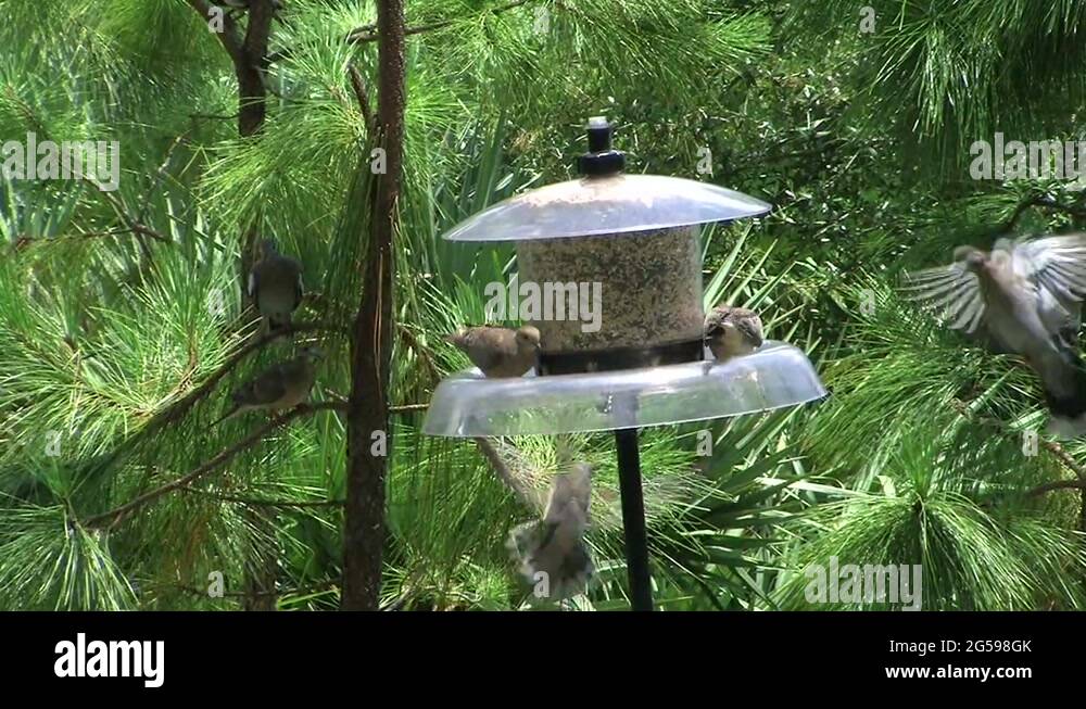Birds feeder flight seed compete doves bird feeder feeding flying