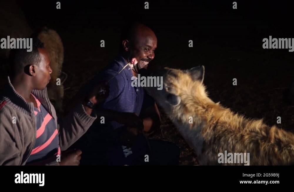 Hyena feeding Stock Videos & Footage - HD and 4K Video Clips - Alamy