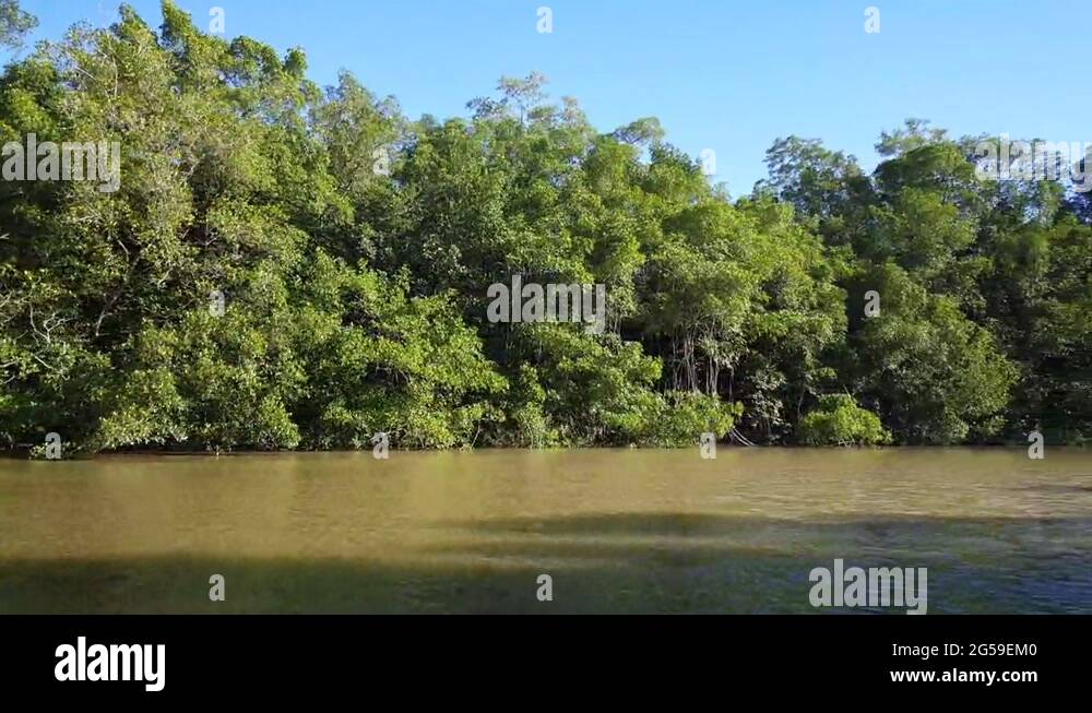 Commewijne river in Suriname with mangrove Stock Video Footage - Alamy
