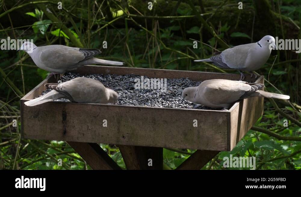 Collard dove feeding Stock Videos & Footage HD and 4K Video Clips Alamy