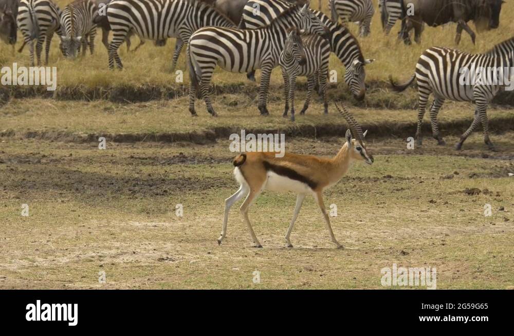 Gazelle walking Stock Videos & Footage - HD and 4K Video Clips - Alamy