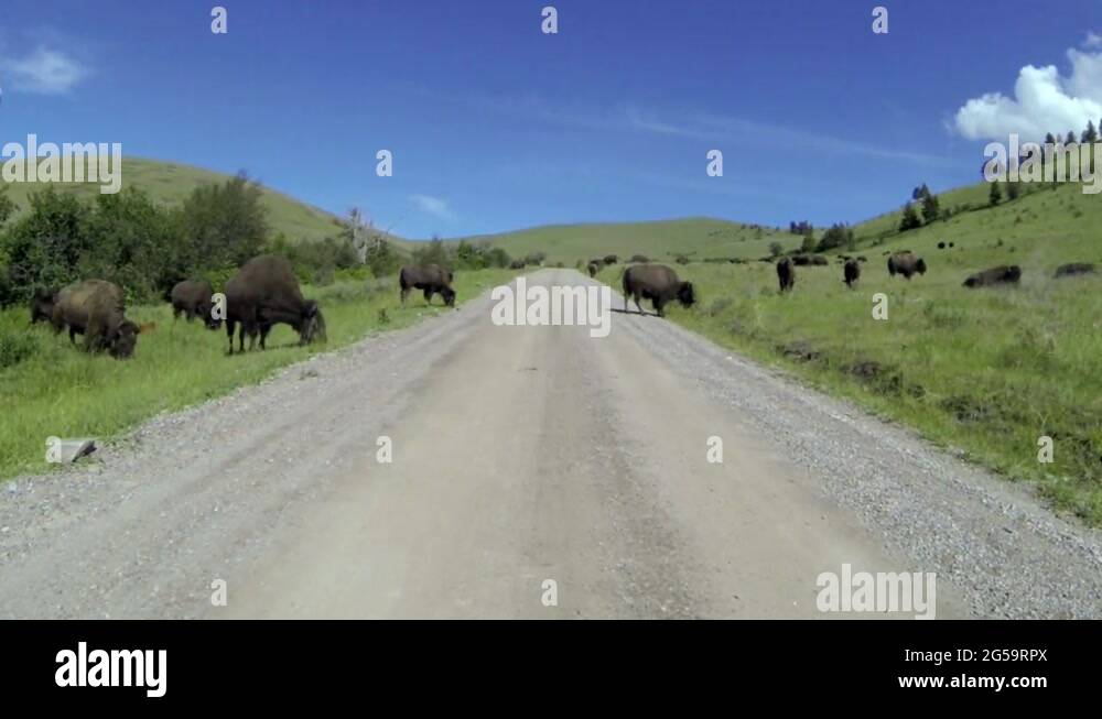 Buffalo west Stock Videos & Footage HD and 4K Video Clips Alamy