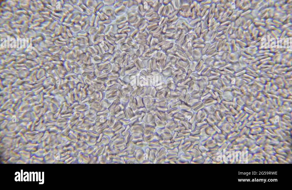 Flowing Red Blood Cells under Microscope high magnification Stock