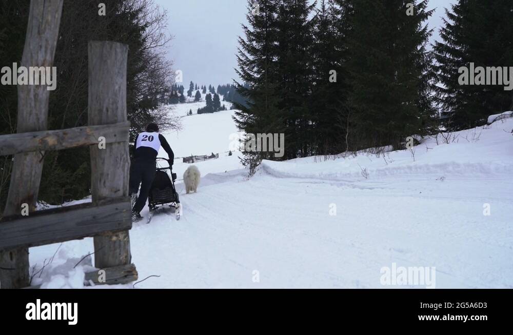 Wooden dog sleds Stock Videos & Footage HD and 4K Video Clips Alamy