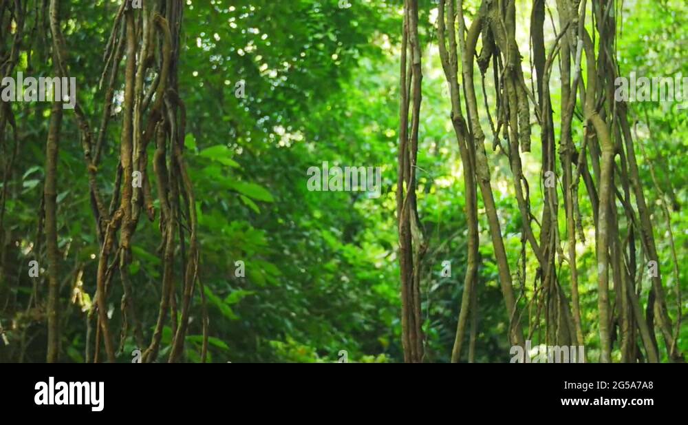 Climate for tropical rainforest Stock Videos & Footage - HD and 4K ...