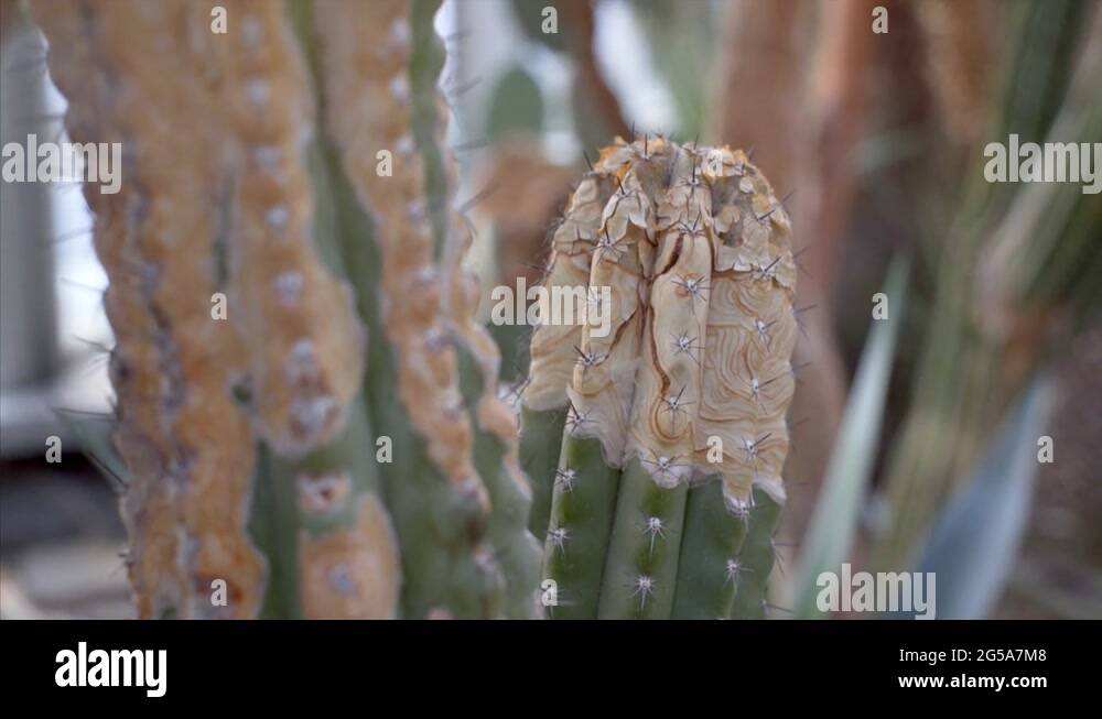 Dying cactus Stock Videos & Footage HD and 4K Video Clips Alamy