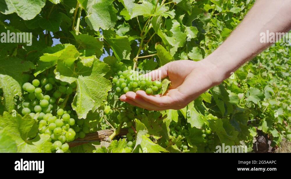 Vineyard wine grape harvest man farming picking ripe grapes fruits for