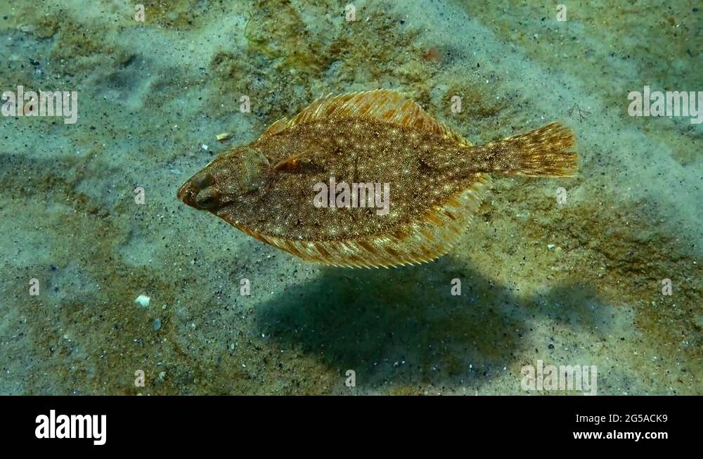 Рыбы Похожие На Камбалу Название И Фото