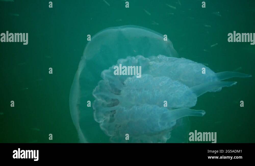 Symbiosis mackerel Stock Videos & Footage HD and 4K Video Clips Alamy