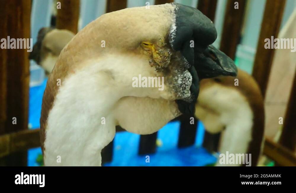 Tall goose Stock Videos & Footage - HD and 4K Video Clips - Alamy