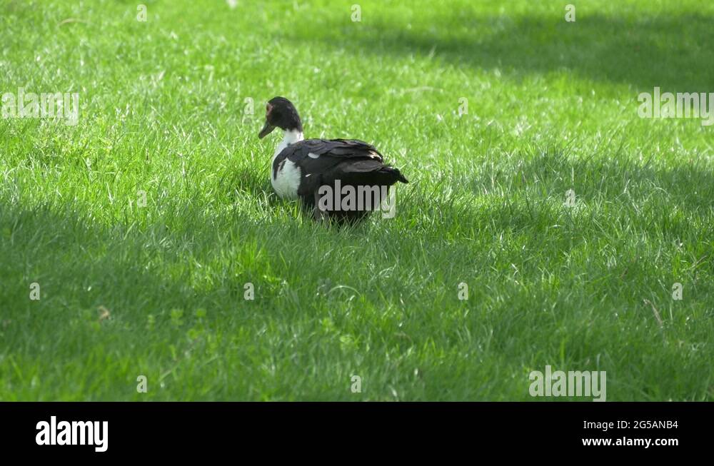 Grass eating duck Stock Videos & Footage HD and 4K Video Clips Alamy