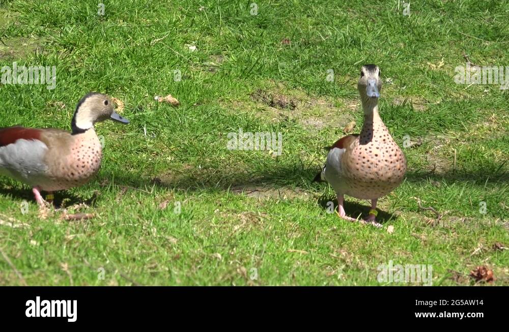 Ringed Teal ducks couple walking together on sunny grassland Stock ...