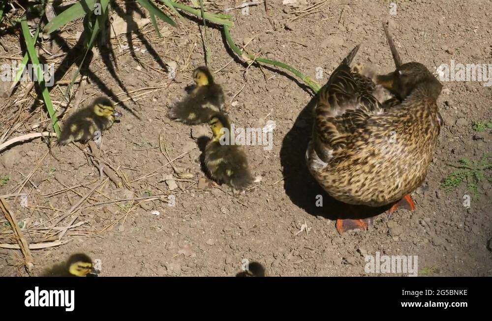 Bath ducklings Stock Videos & Footage HD and 4K Video Clips Alamy