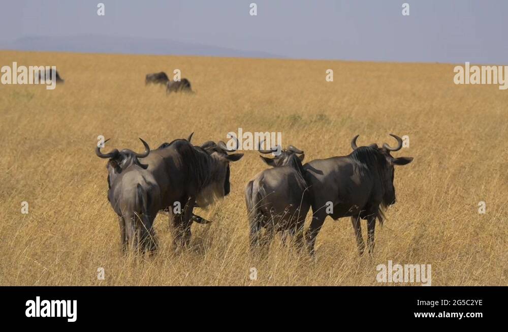 Standing in tall dry grass Stock