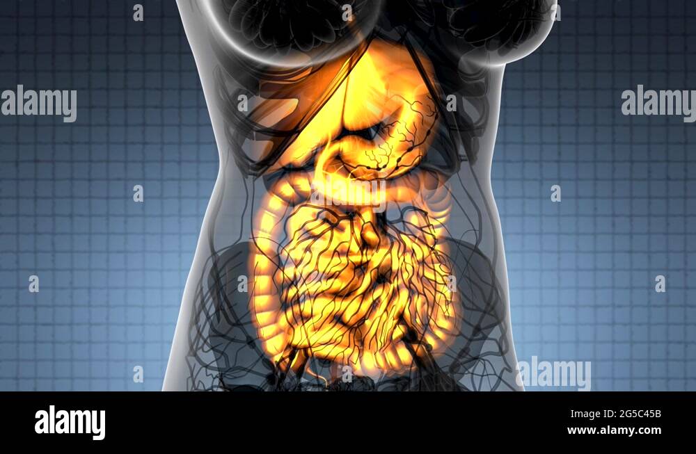 Science Anatomy Scan Of Woman Digestive System Glowing Stock Video ...