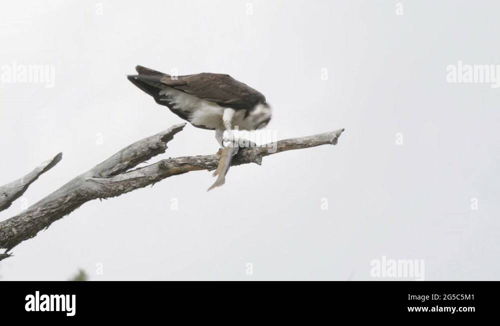 Trout tree Stock Videos & Footage HD and 4K Video Clips Alamy