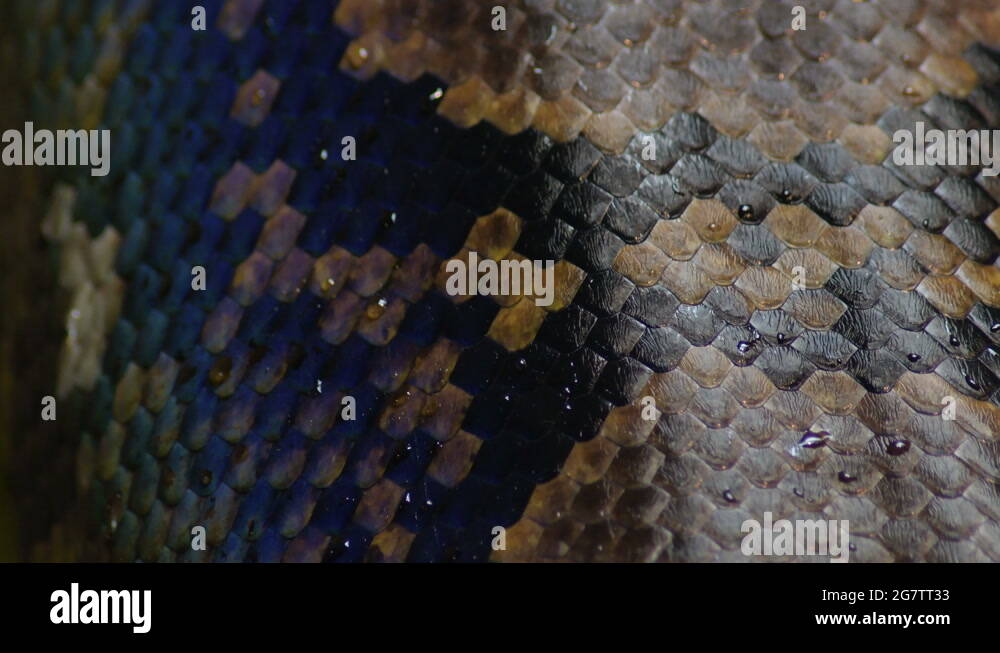 Scales of squamous reticulated python snake crawling - Python ...