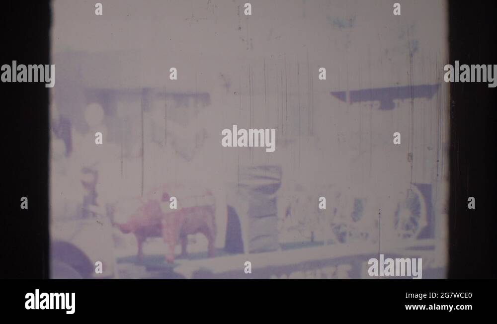 Cow float Stock Videos & Footage HD and 4K Video Clips Alamy