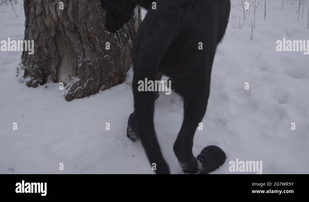 Labrador puppy snow Stock Videos & Footage HD and 4K Video Clips Alamy