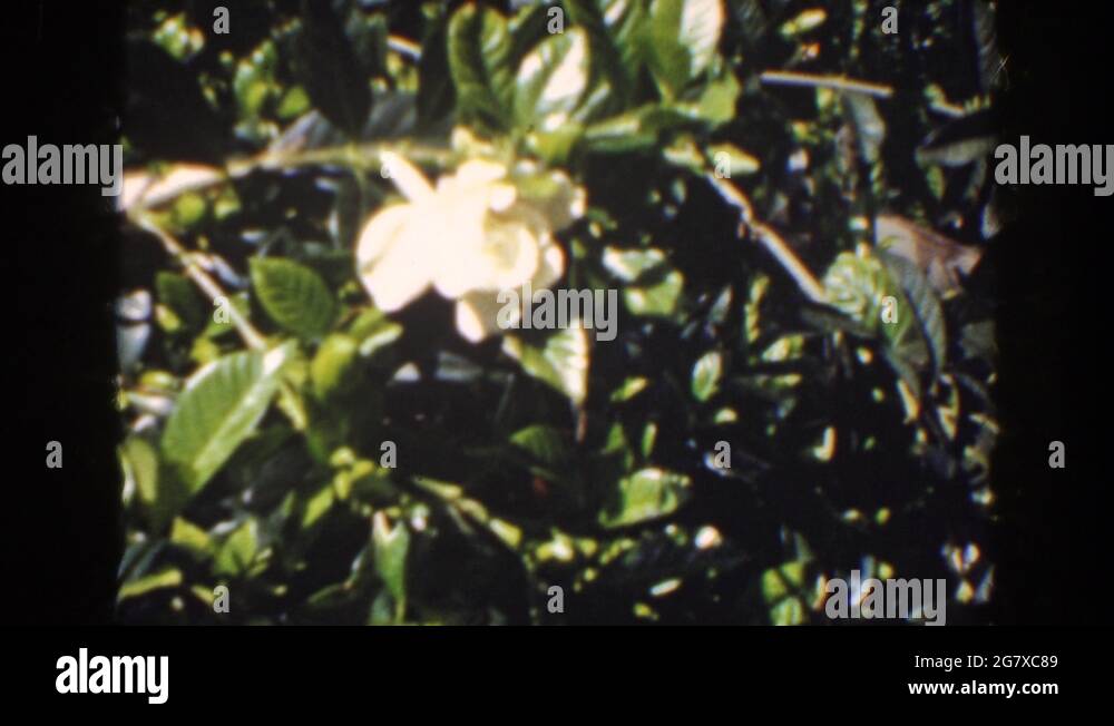 Bearing flowers Stock Videos & Footage HD and 4K Video Clips Alamy