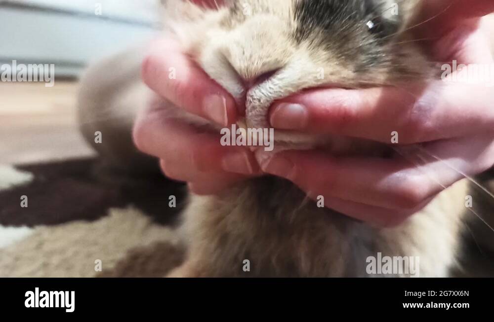 Rabbit teeth Stock Videos & Footage HD and 4K Video Clips Alamy