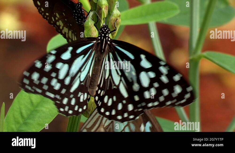 Butterfly flapping its wings Stock Videos & Footage HD and 4K Video