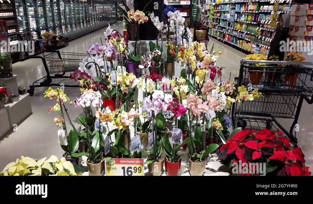 Supermarket flowers plants Stock Videos & Footage HD and 4K Video