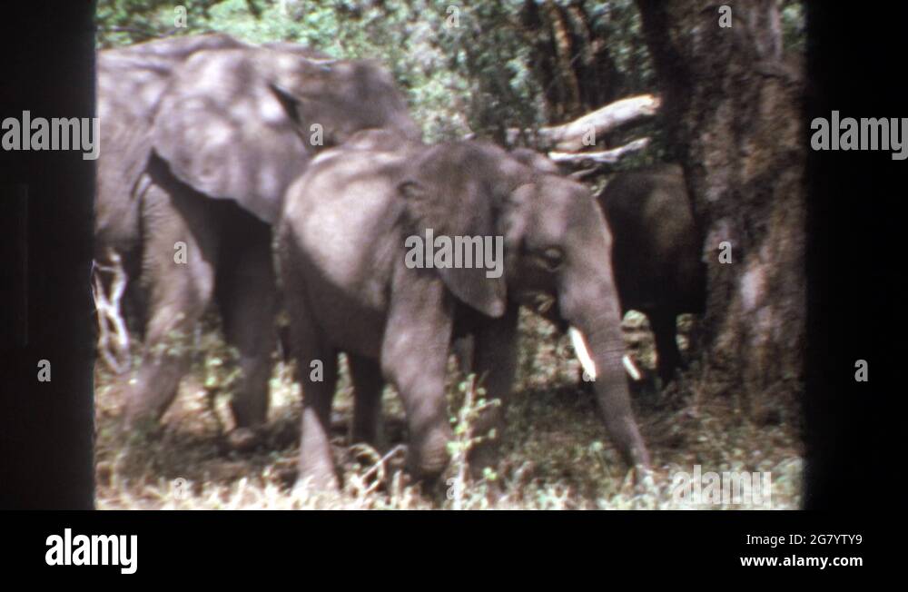 PRETORIA SOUTH AFRICA1969 One To Three Elephants Shaking Their Ears
