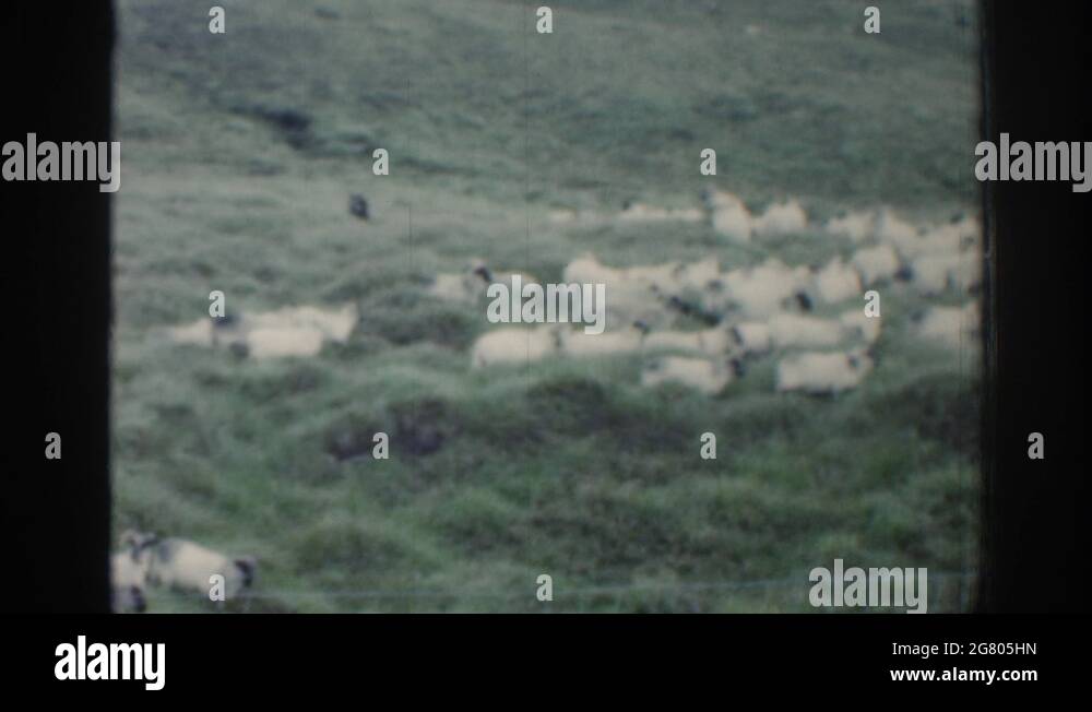 Sheep dog show Stock Videos & Footage HD and 4K Video Clips Alamy