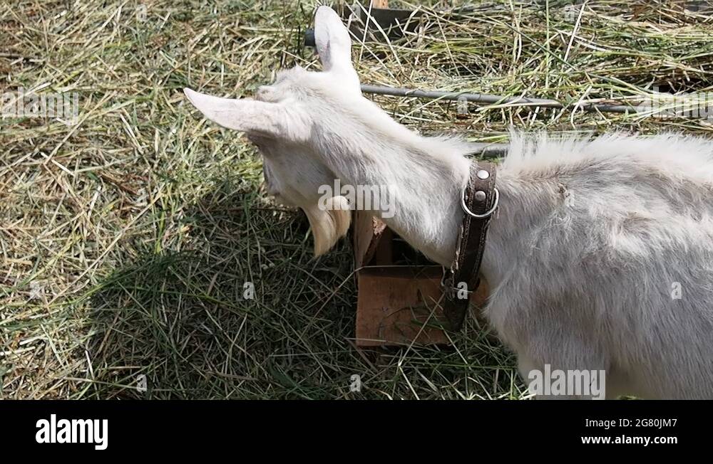 Goat eating hay in the barnyard Stock Video Footage Alamy
